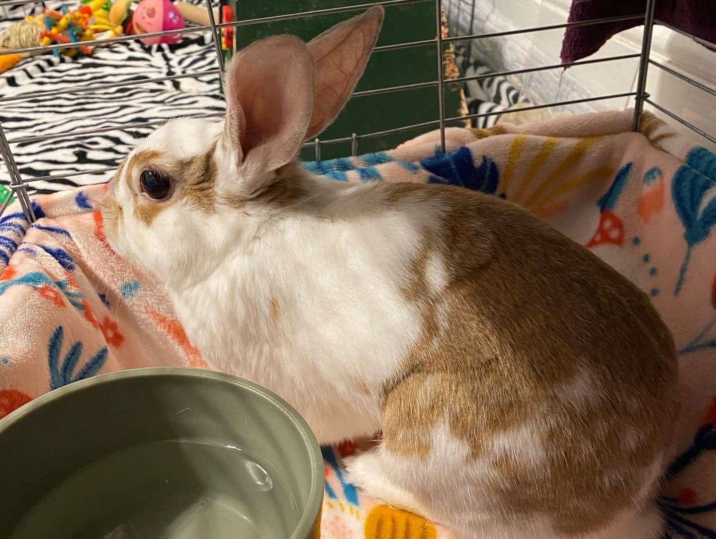 White Rabbit Exotic Pet... - White Rabbit Exotic Pet Care
