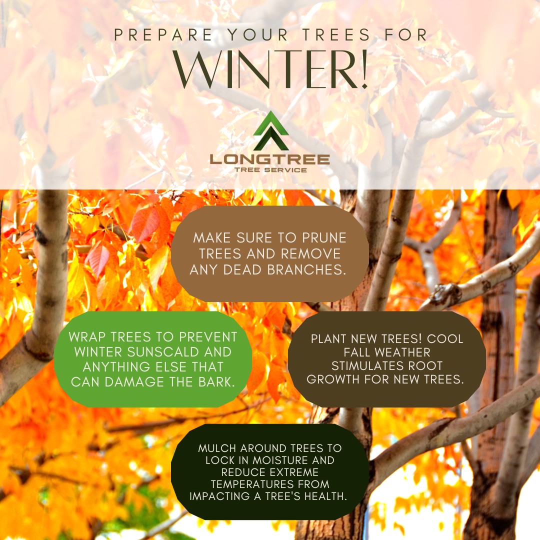 Longtree Tree Service | Southfield MI