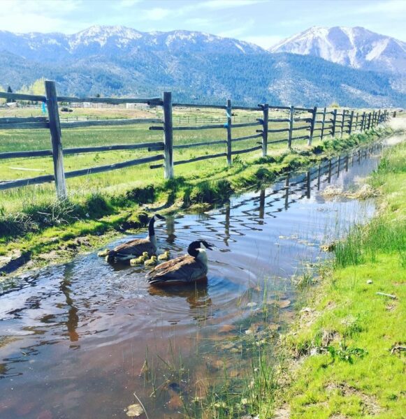 Grown in Nevada - Discover Alpine Ranch, the Casey... | Facebook