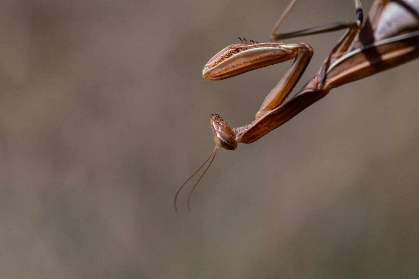 Insects Bug Mantis Macro