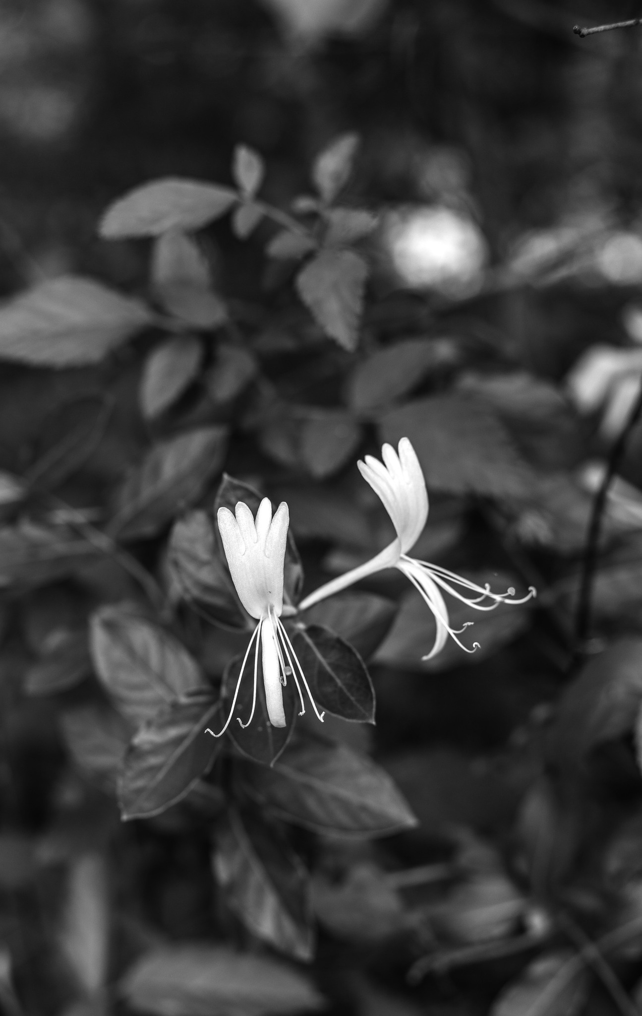Paraluce A Petalo MaD ES-62 II Per Canon EF 50mm F/1.8 II – Attacco A Baionetta, Modello Tulip