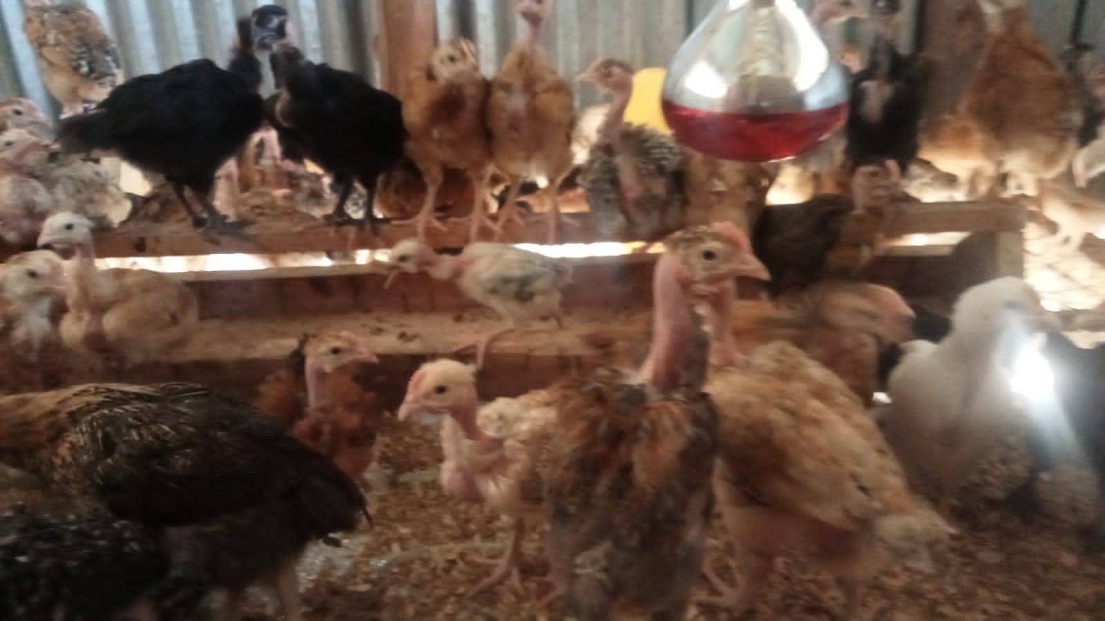 Midejo Agricultural Farm Services