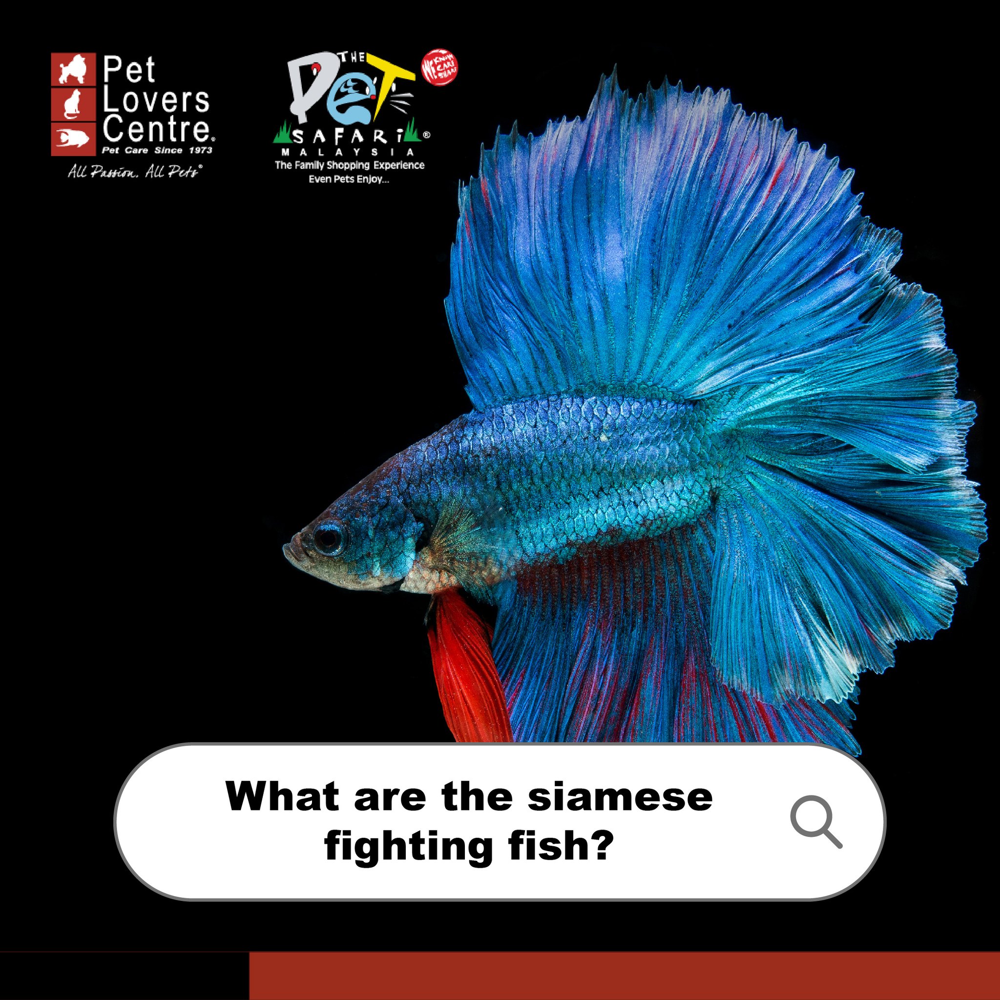 Pet - 🐟 Betta fish, also known as Siamese fighting fish, is one of the ...