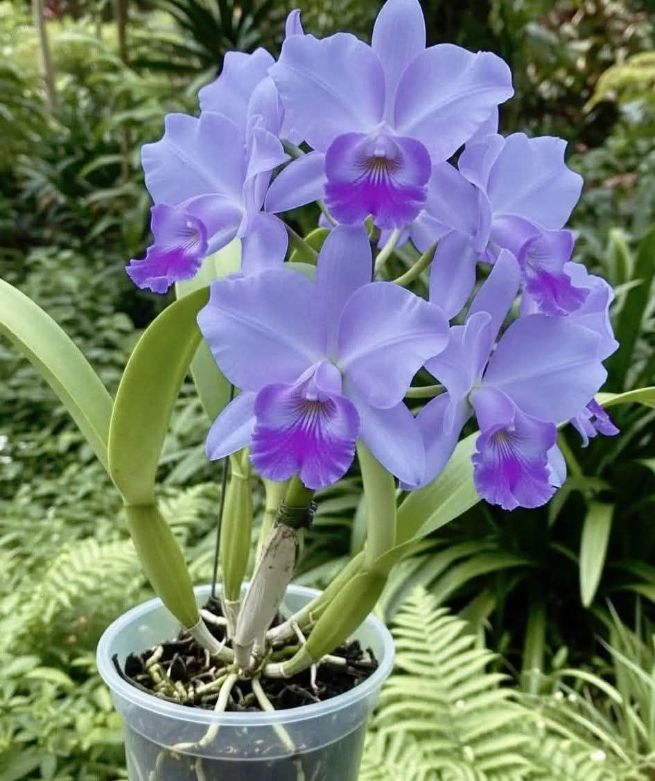 Phalaenopsis Ching Ann purple orchid GW1826