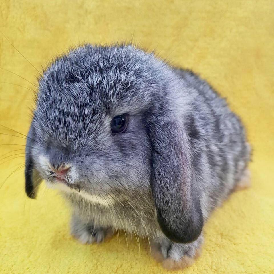 Ribin rabbit ฮอนแลนลอป 100%... - Ribin rabbit ฮอนแลนลอป 100%