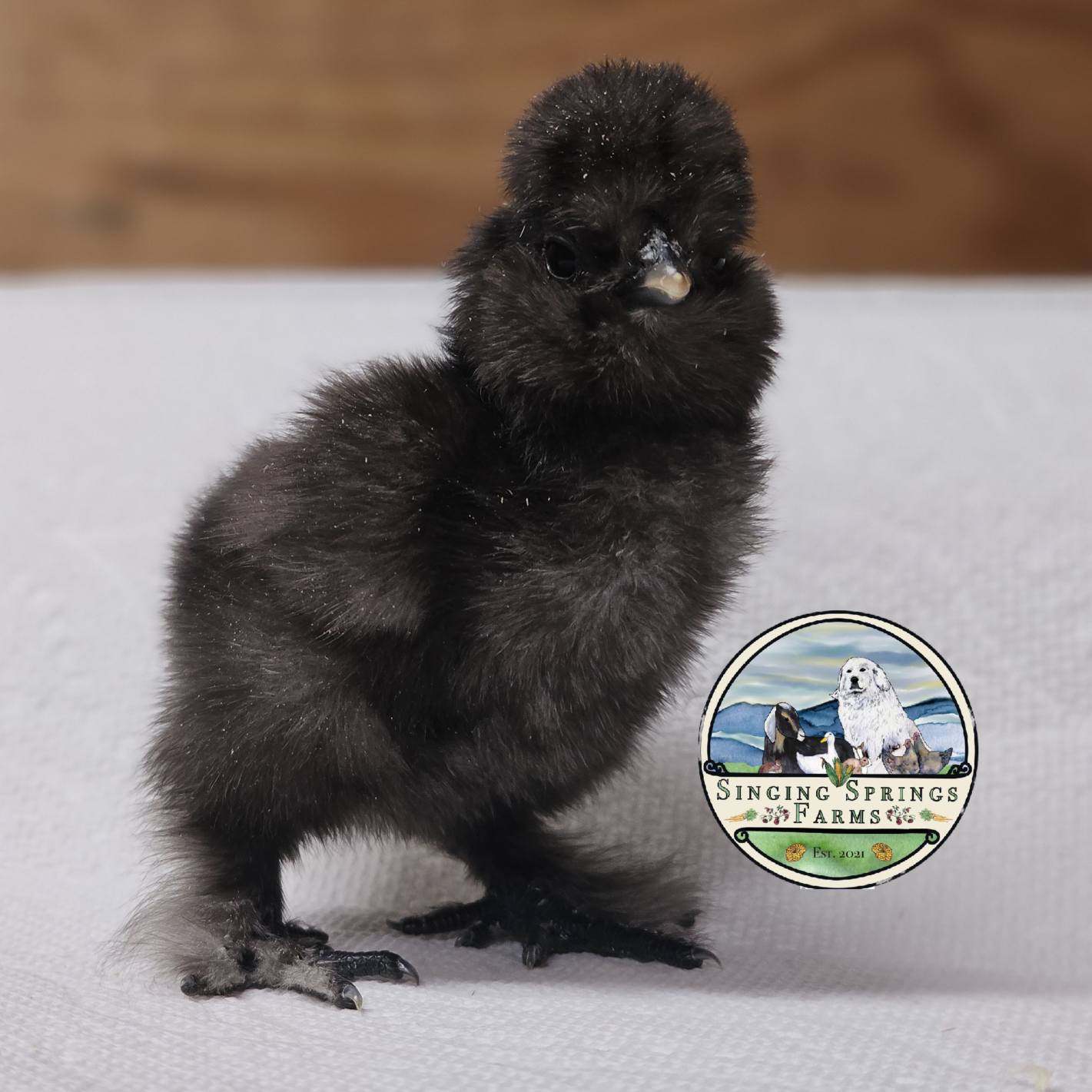 Singing Springs Farms | Newland NC