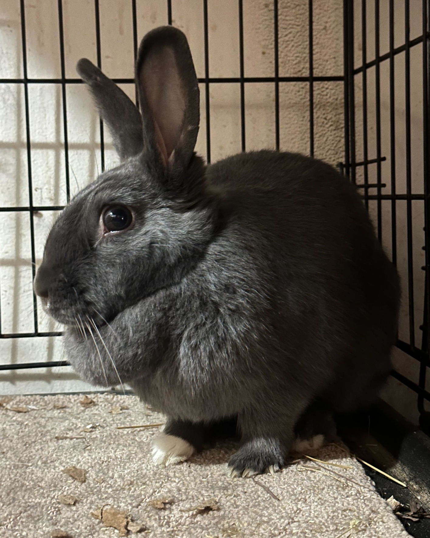 Rabbitats - These buns will be spending another Christmas...