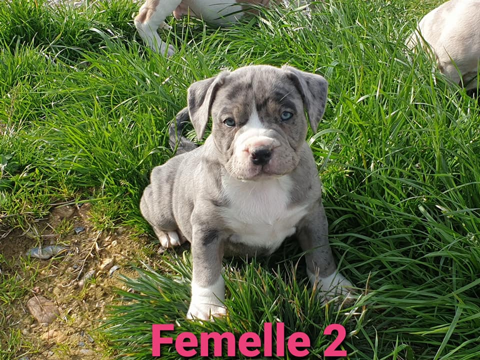Les Bebes Americain Bully Et Bouledogue Francais Merle Facebook