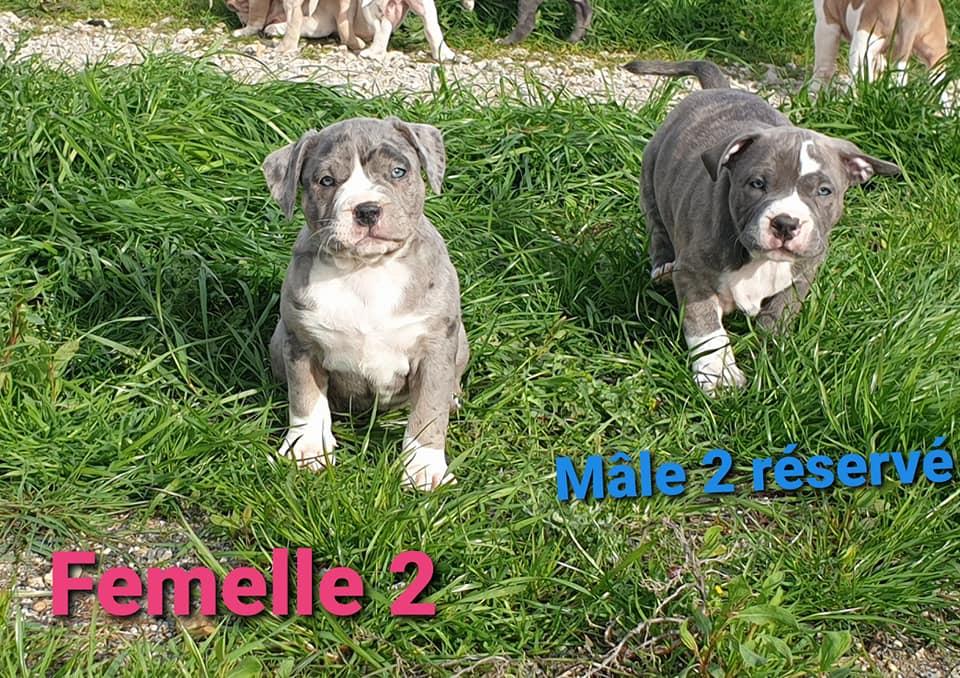 Les Bebes Americain Bully Et Bouledogue Francais Merle Facebook