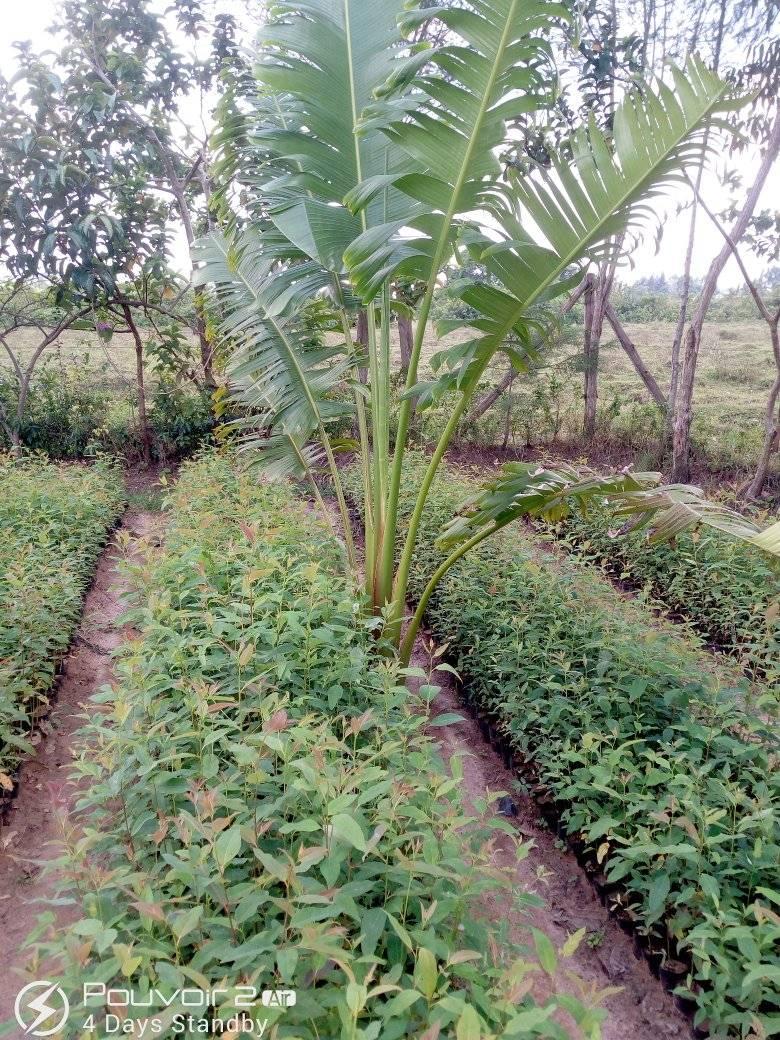 Green Span Tree Nurseries