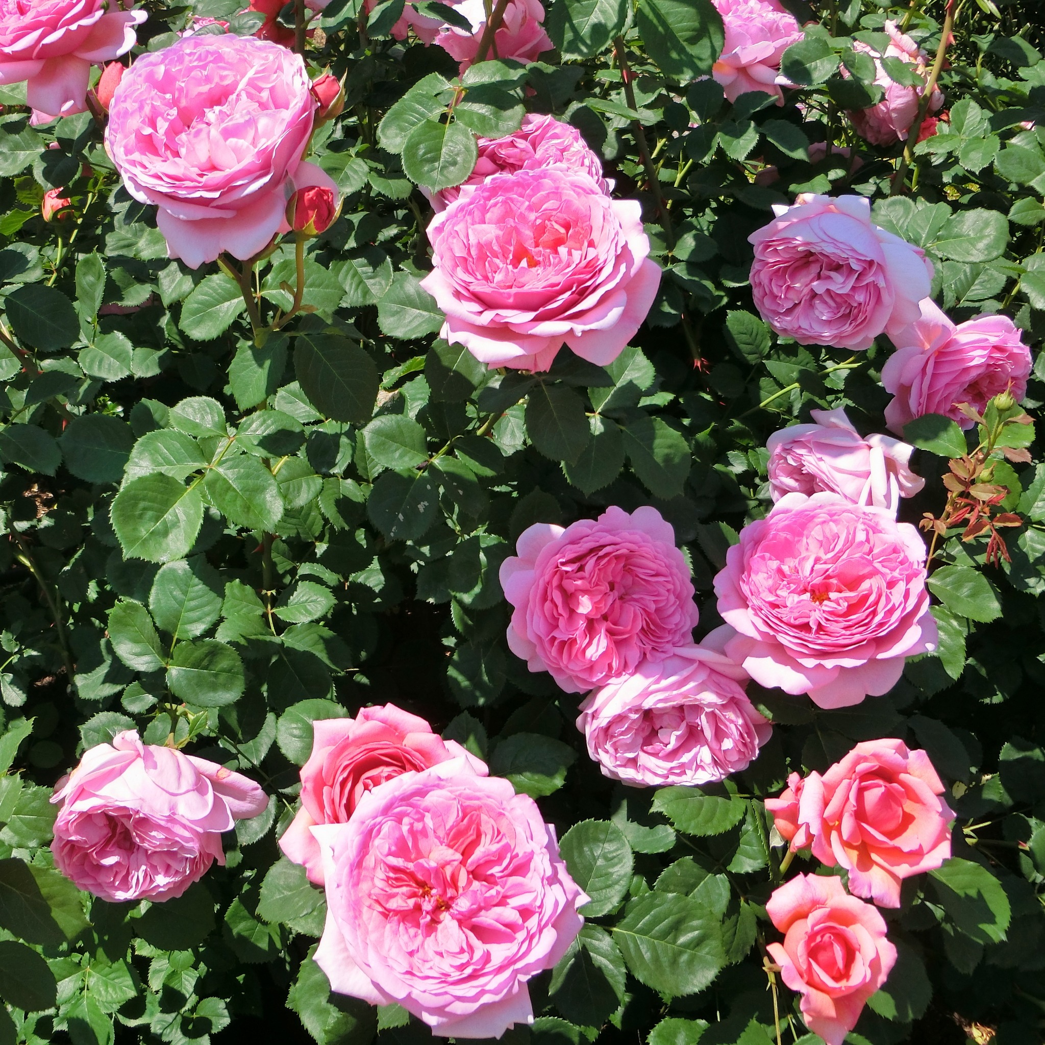 Famous Roses World - Eden Rose - The lovely light pink and white cupped ...