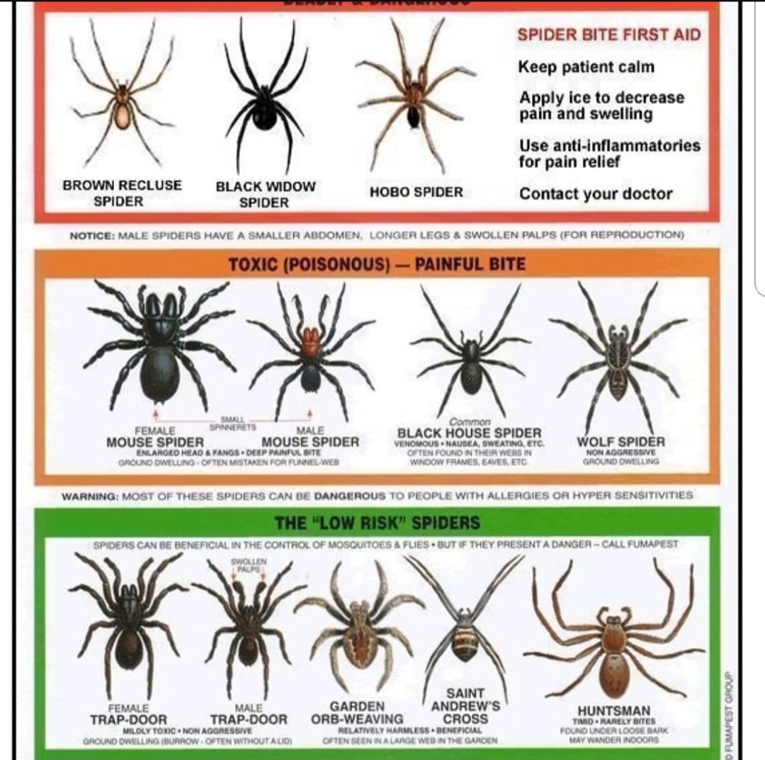 Udoy - Always a smart idea to be familiar with the native spiders in ...