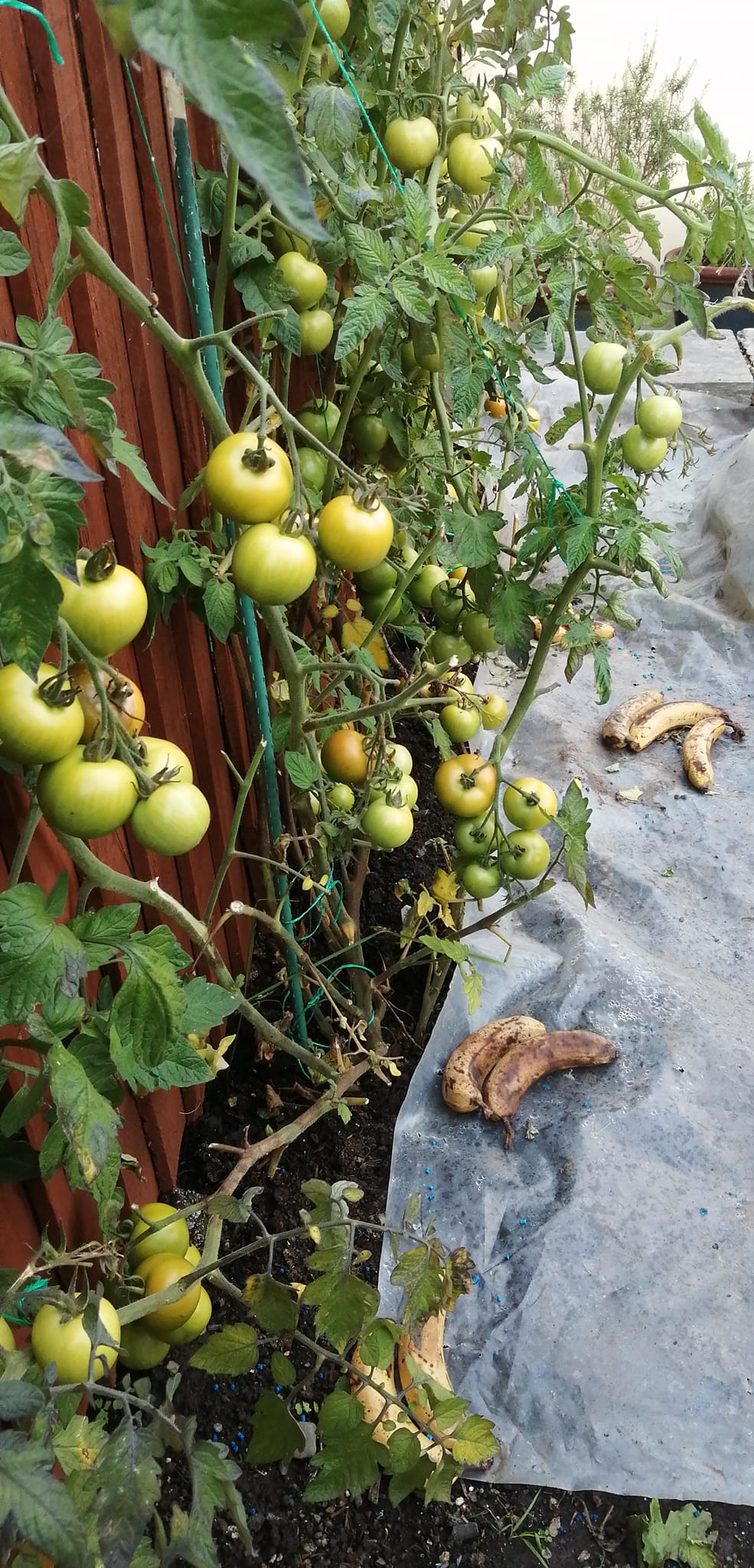 Green tomato turning red, identification help needed