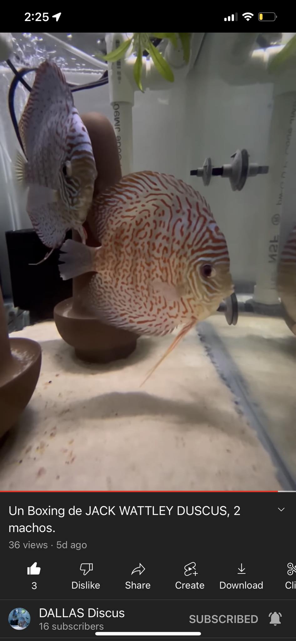 Dallas Discus