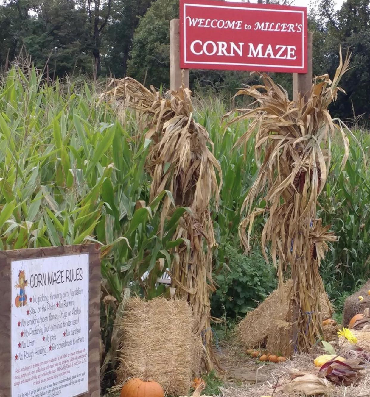 The Farm - We're excited to announce the grand opening of our Corn Maze ...