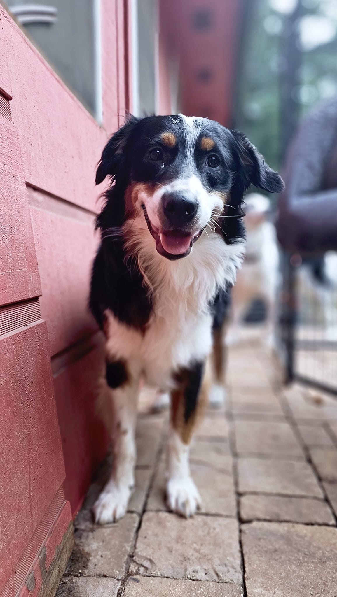 Meet our newest group to Aussie And Me. This family was found abandoned ...