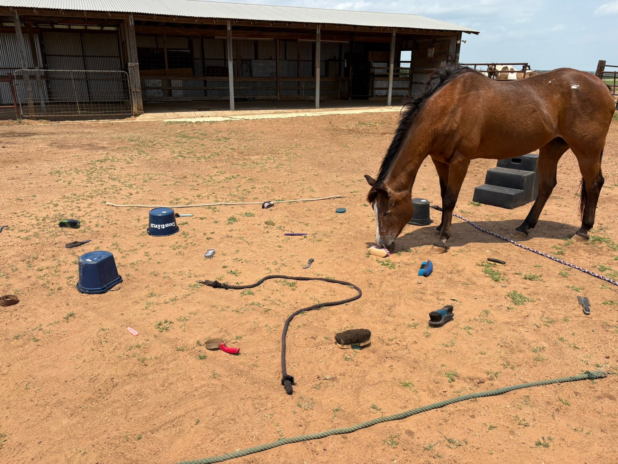 Courage Ranch - Blindfolded obstacle course is a favorite... | Facebook