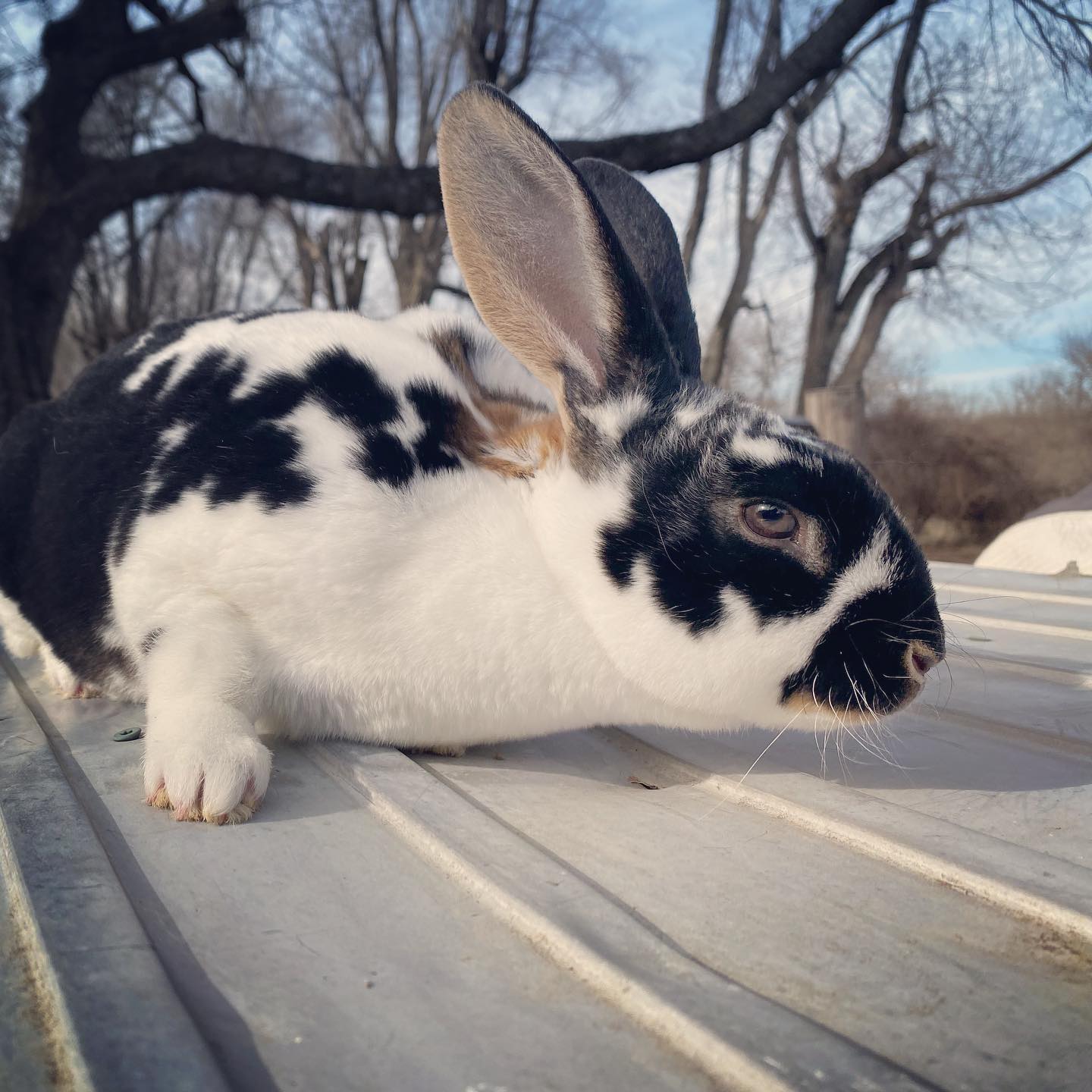 Meet Jet! Our newest Rex buck 🐰... - Malvitz Family Farm