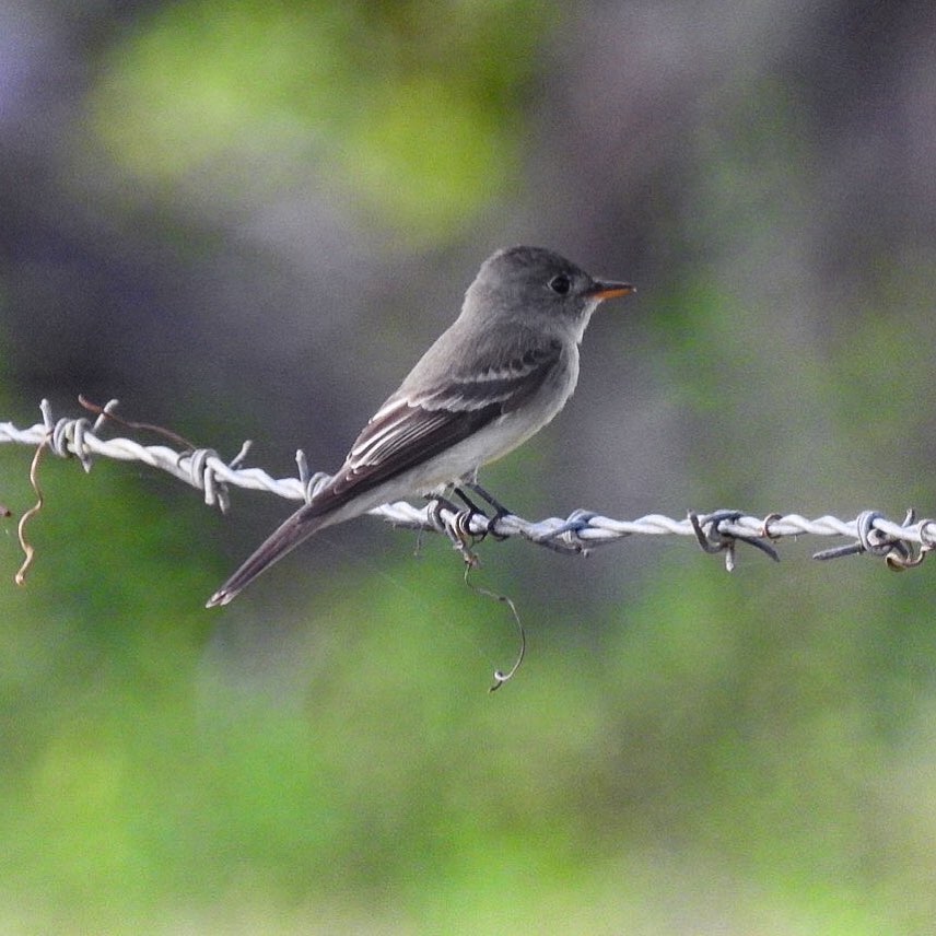 Visit Crooked Tree - Eastern Wood-Pewee/ Pibí Oriental (Contopus virens ...