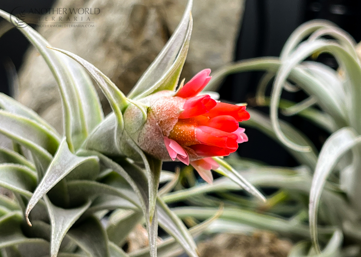 Tillandsia edithae var araucariifolia with vibrant red flower