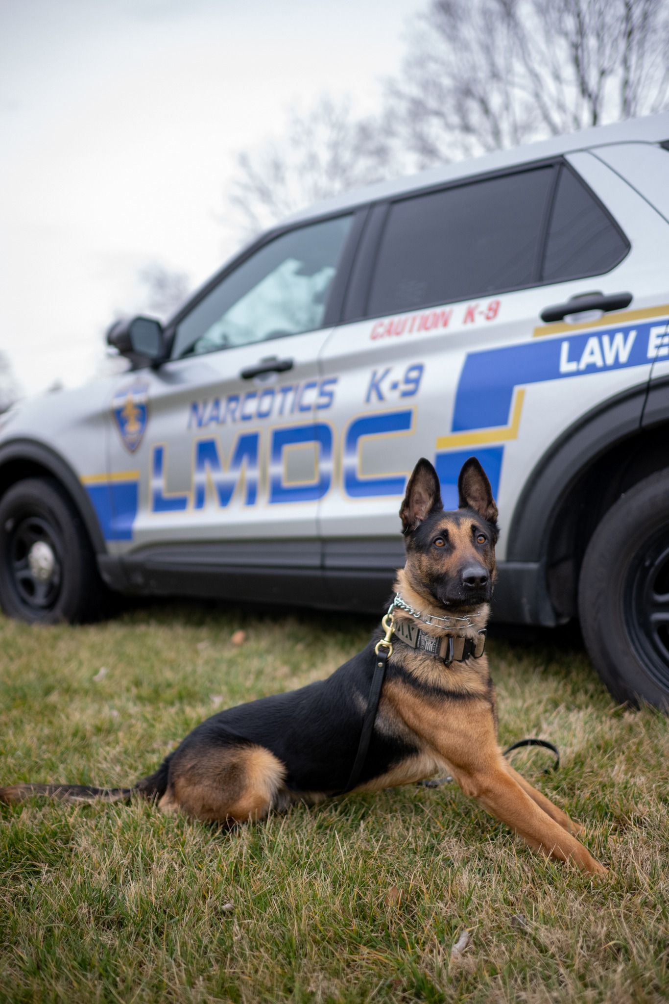 Louisville - 🐾 Meet one of the heroes of LMDC—our K-9 team! Working ...