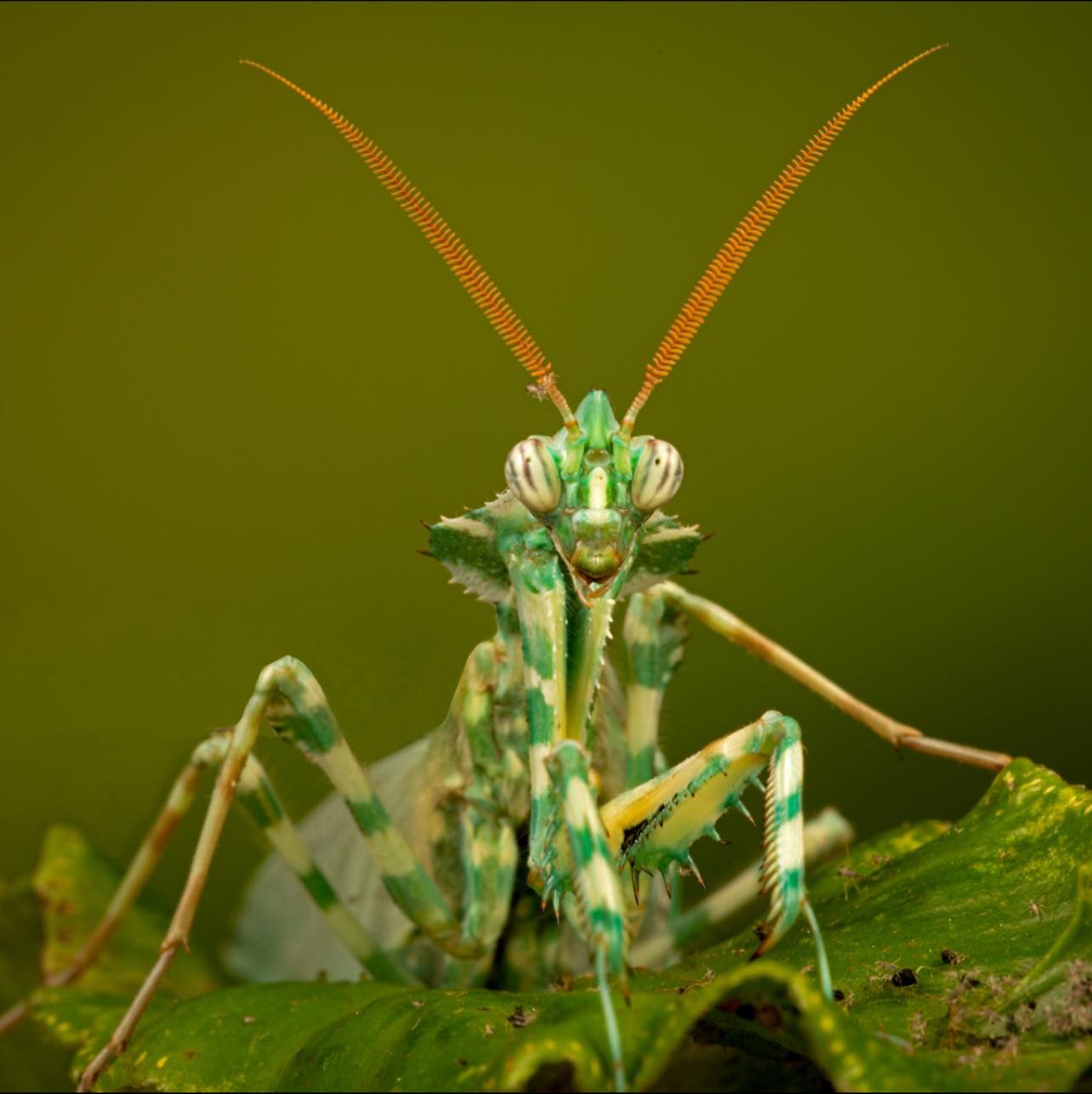 American - Greetings, Earthlings. This striking insect may look like a ...