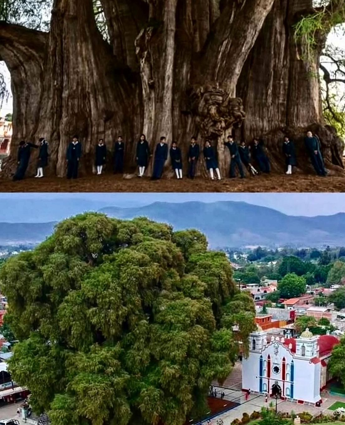 Oaxaca tree in Mexico is the tree with the largest trunk diameter