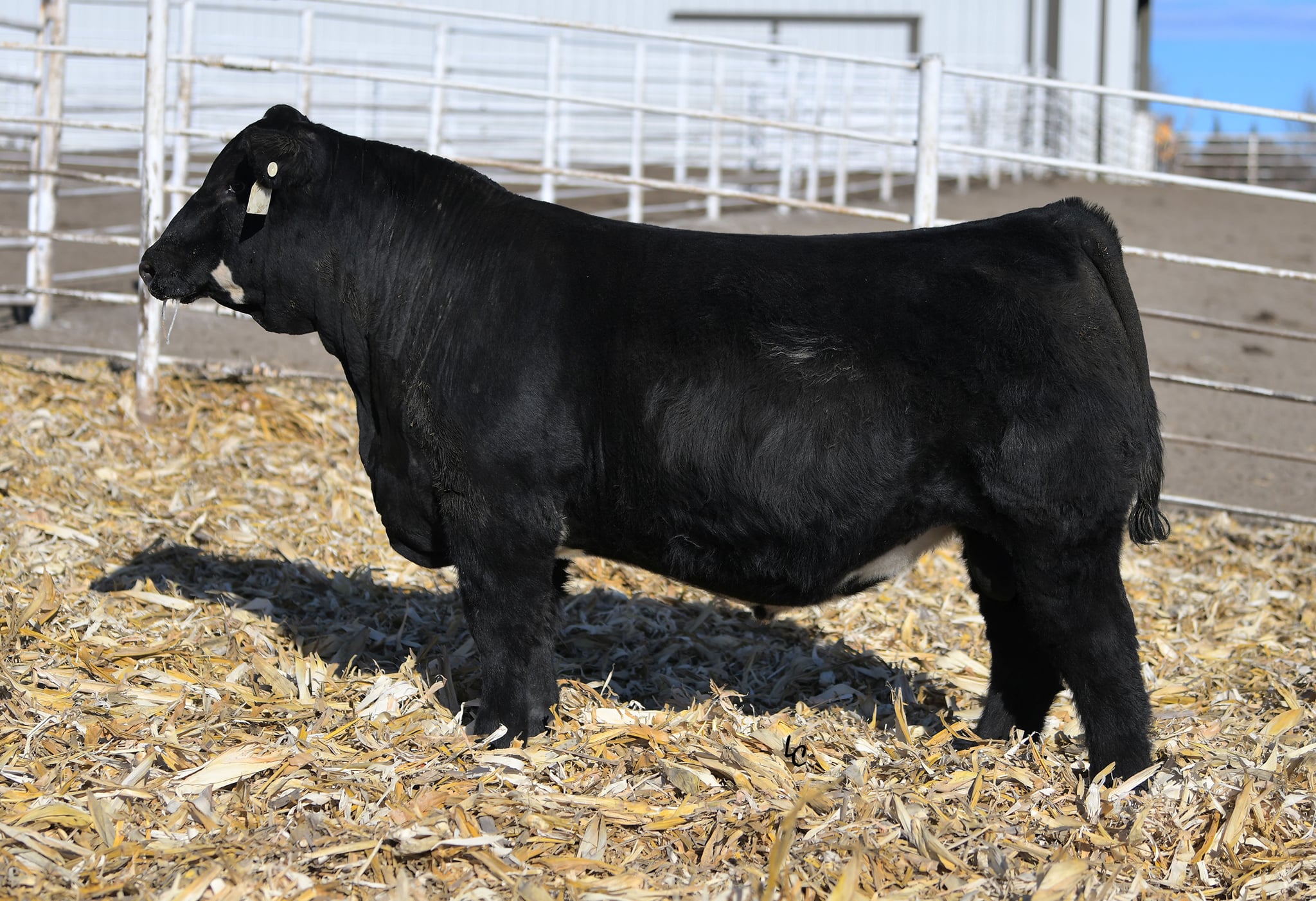We are excited to Introduce the newest... - Iron Creek Cattle | Facebook
