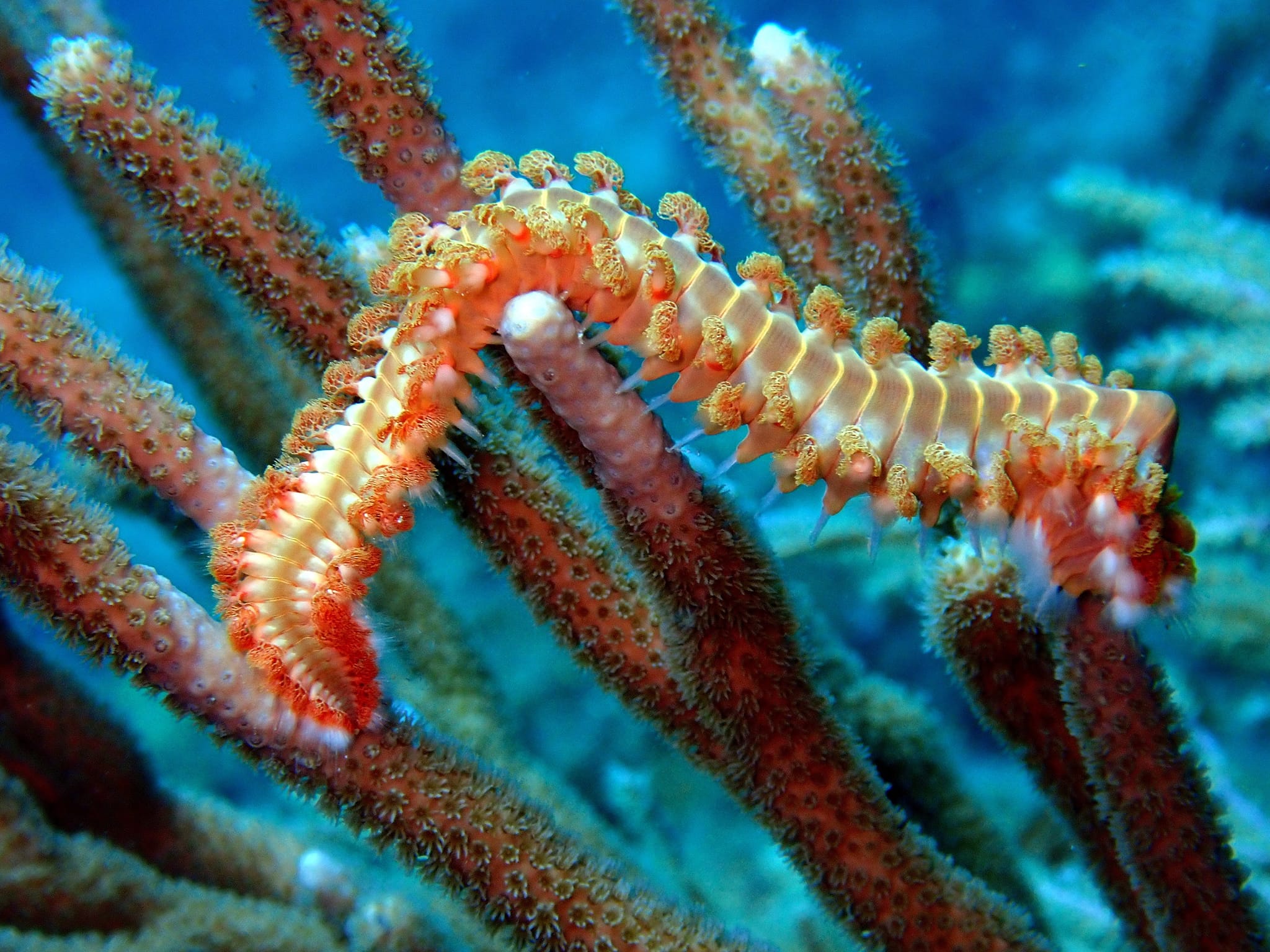Underwater Photographers | Bearded Fireworm (Hermodice carunculata) on ...