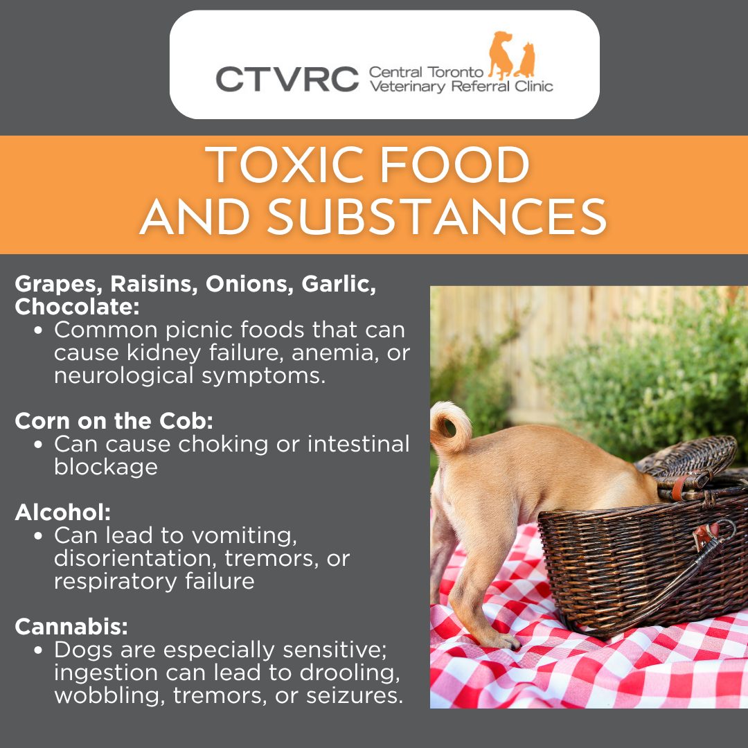Curated visual reference: Picture Idea: Central Toronto Veterinary Referral Clinic