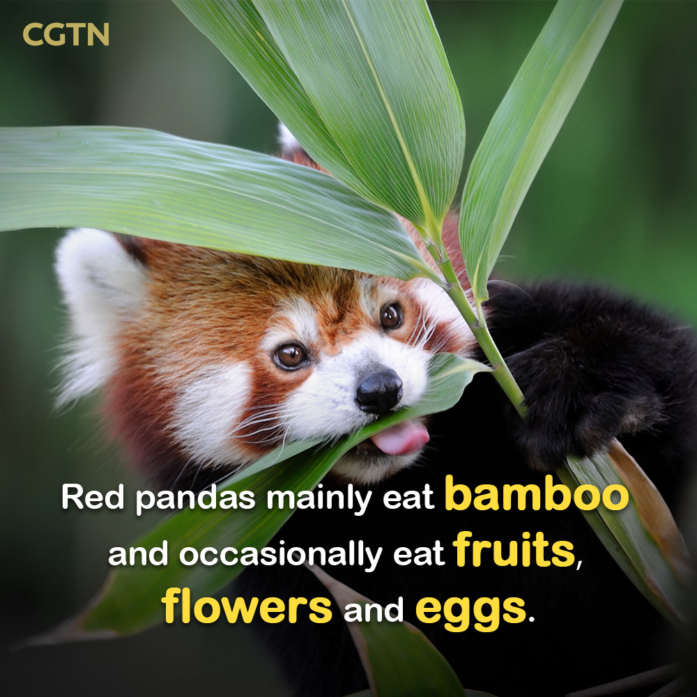 The first time I heard of red pandas... - Nadaness In Motion