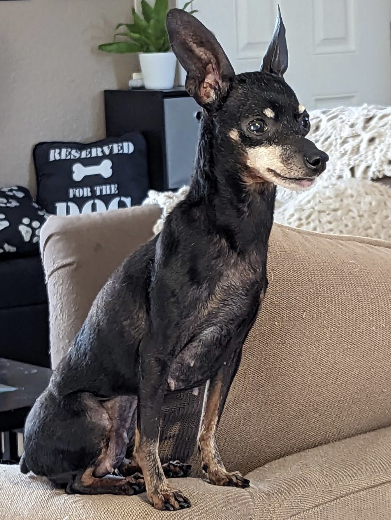 Old Dog Haven - ADOPTED Good Wednesday Morning! We... | Facebook