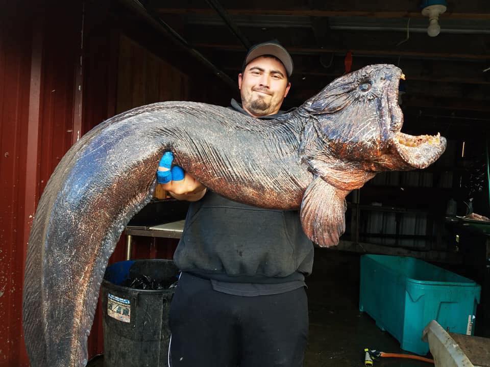 Wolf eels in Alaska can grow to almost 8 feet long. Their flesh is
