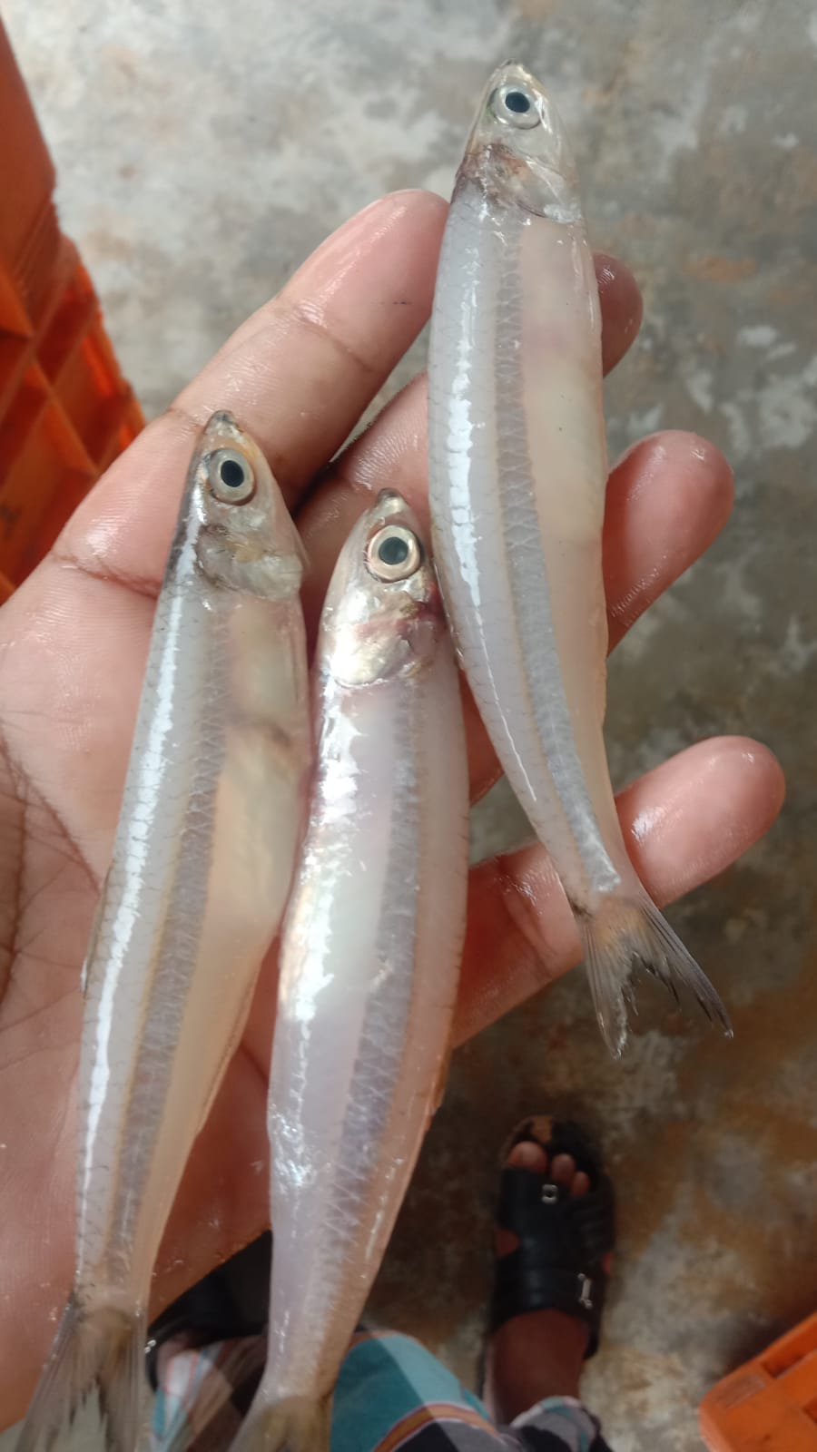 Mani fish shop | Kallakurichi