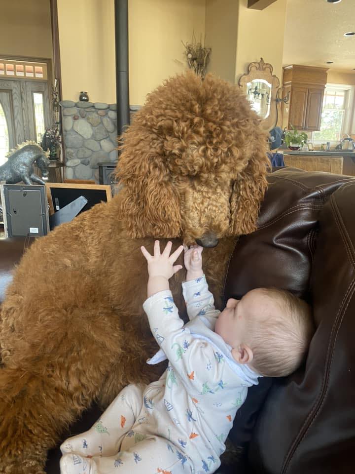 Giant or Royal standard poodles | Female - Houston TX | Facebook
