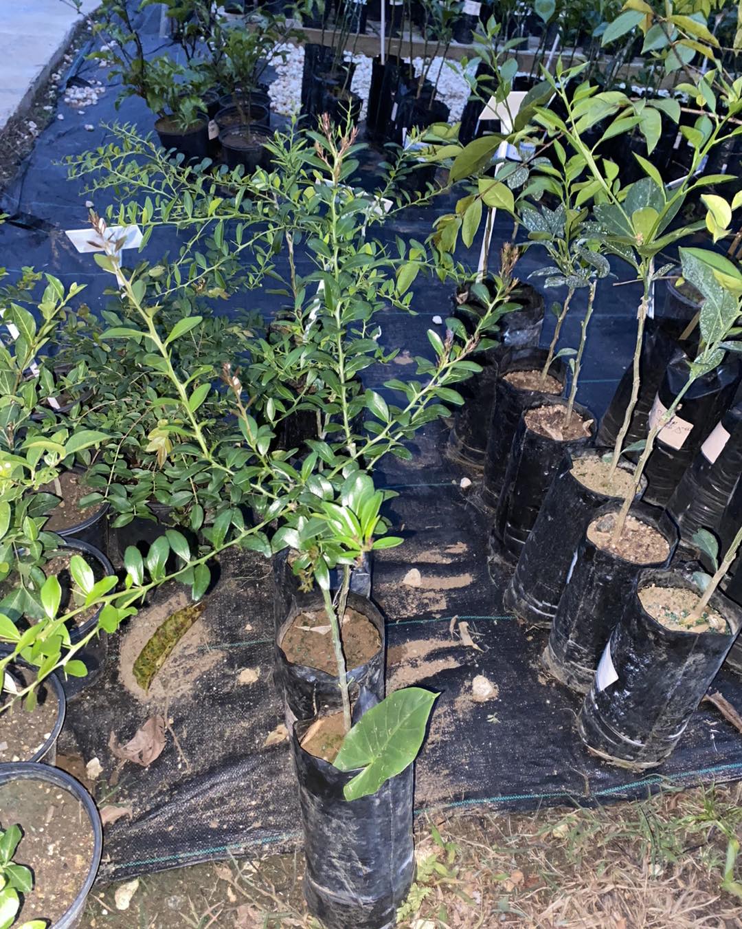 Inventario del Vivero #im Ubicación... - Injertia Manases | Facebook