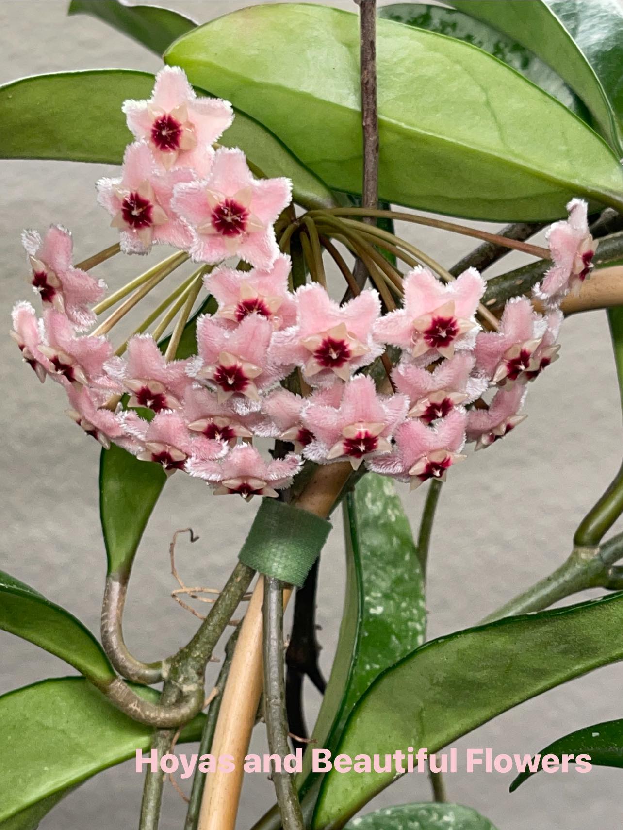 Hoya AH 074 silver in full bloom Hoyas Hoyasand and Beauțiful Flowers