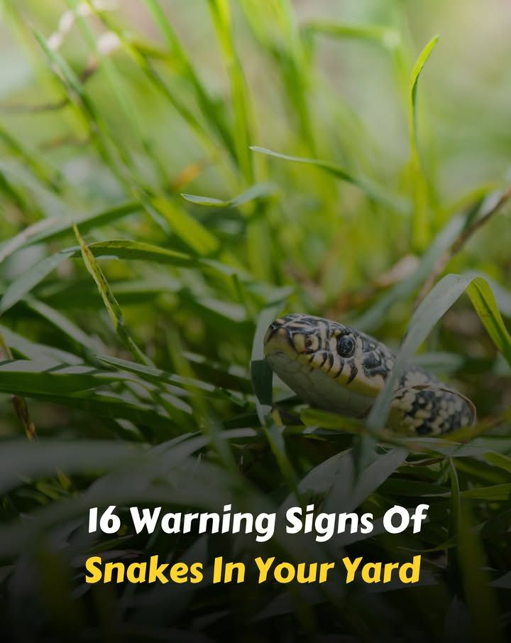Bloom - 16 Warning Signs Of Snakes In Your Yard | Facebook