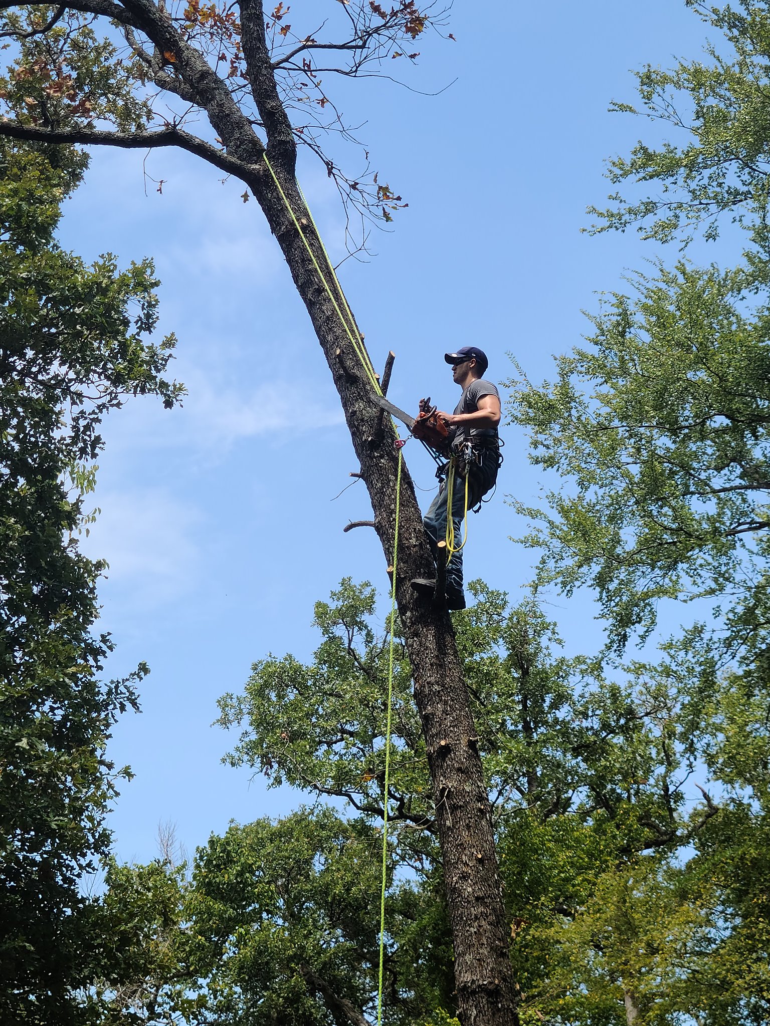 Texas Treescaping Experts, LLC | Wills Point TX