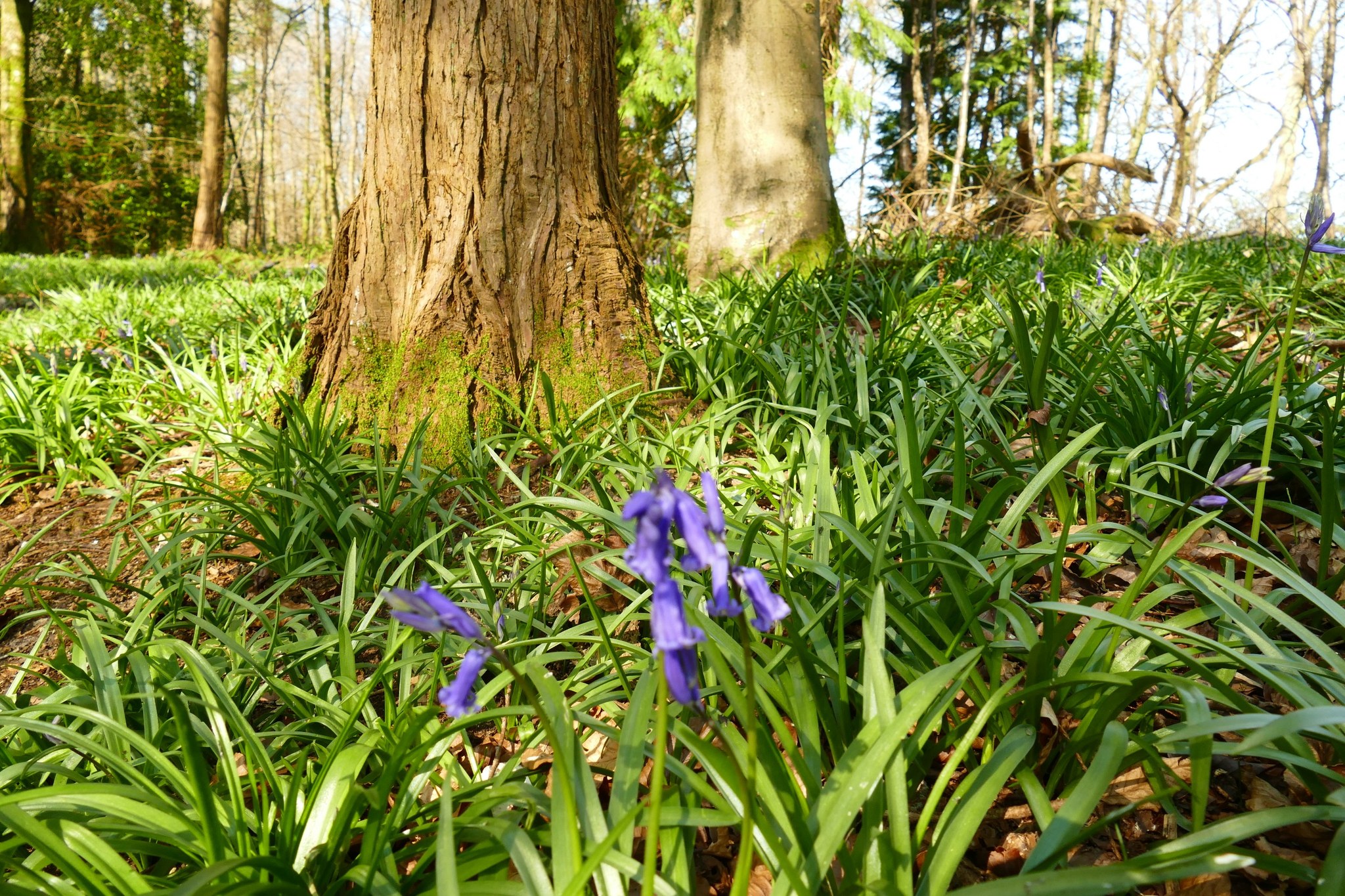 📍Stroud & Lythe... - The Ambling Path - Family Friendly Walks | Facebook