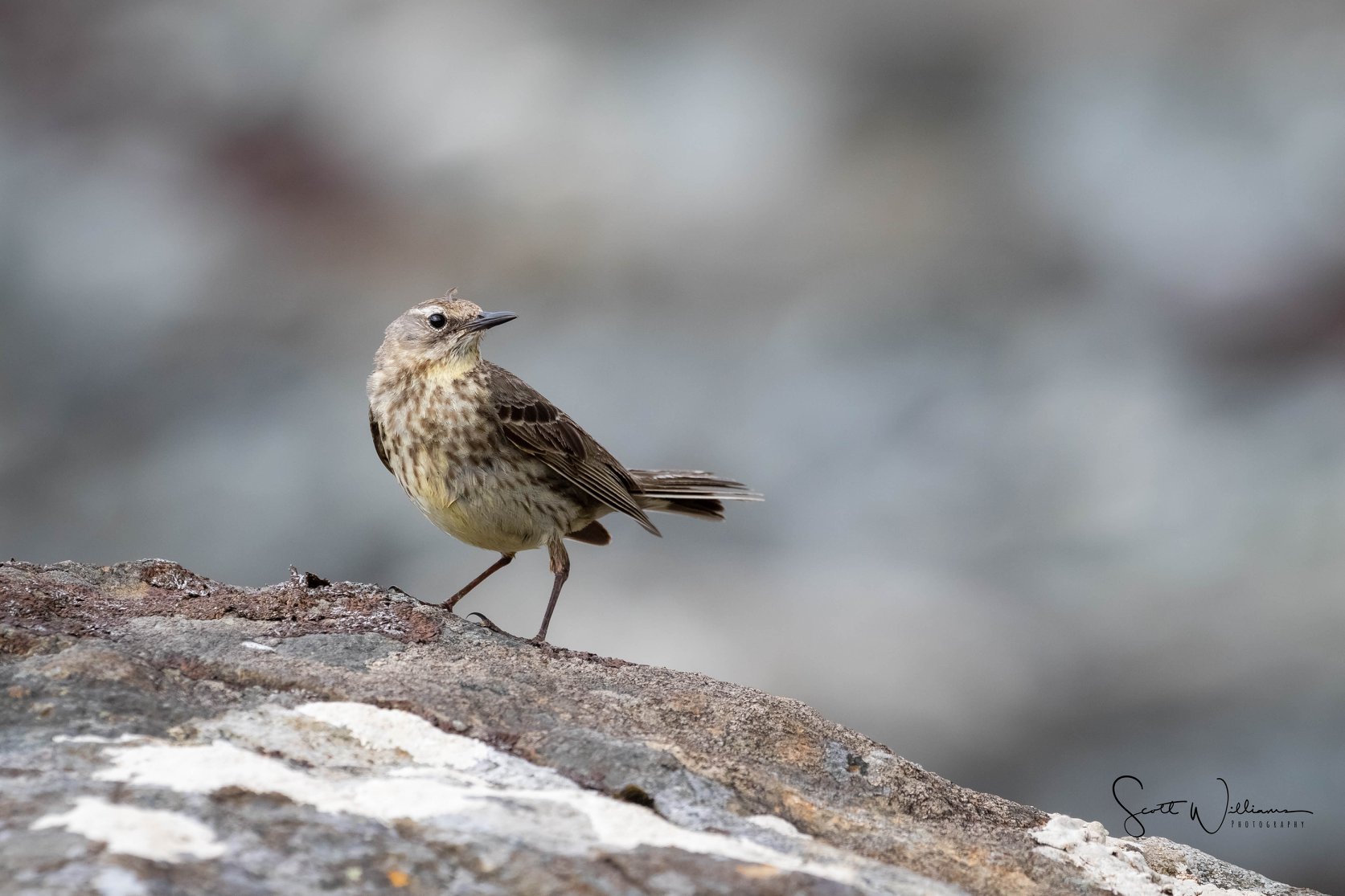 Mull Rock Pipit (I think !)... - Scott Williams photography | Facebook