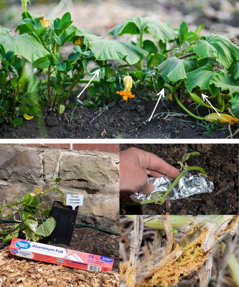Why use aluminum foil on zucchini stems?