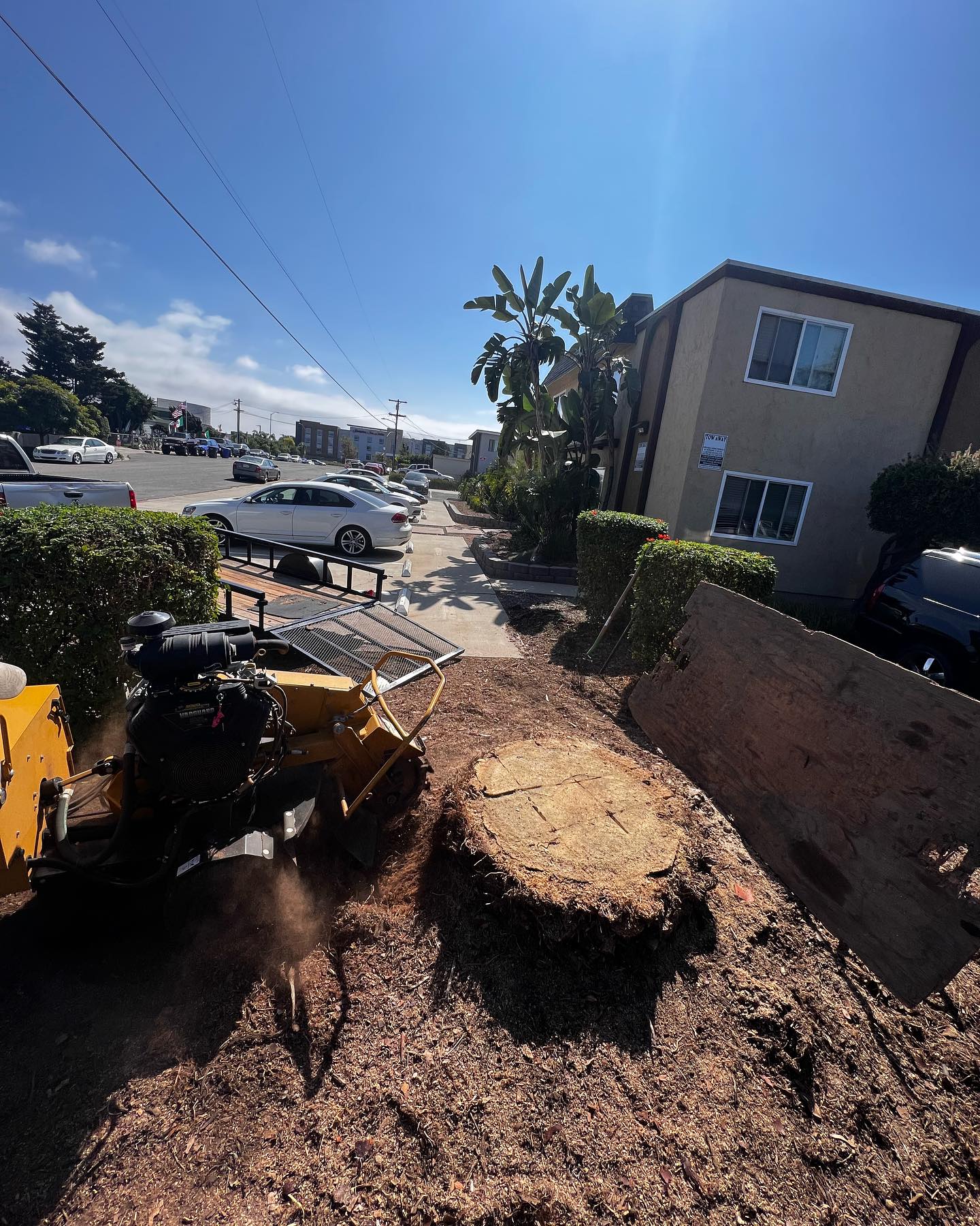Arce's Tree Service | San Diego CA
