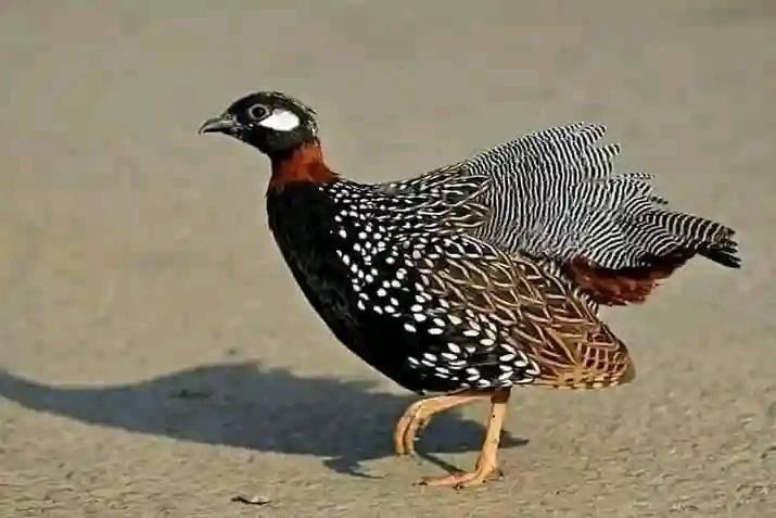 Zidi Baloch