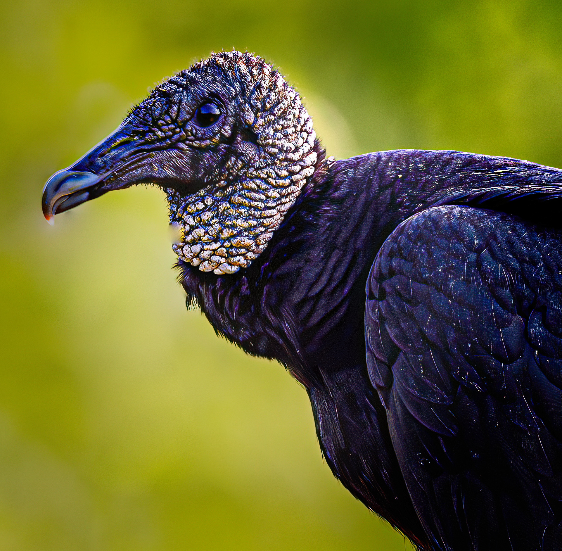 Black Vulture behaviors and characteristics in Western Kentucky