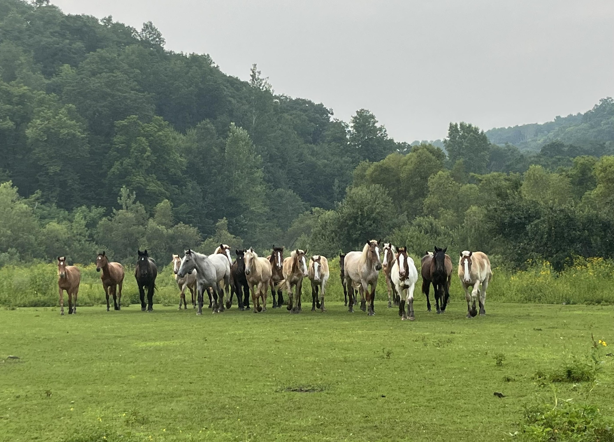 Middle Branch Ranch