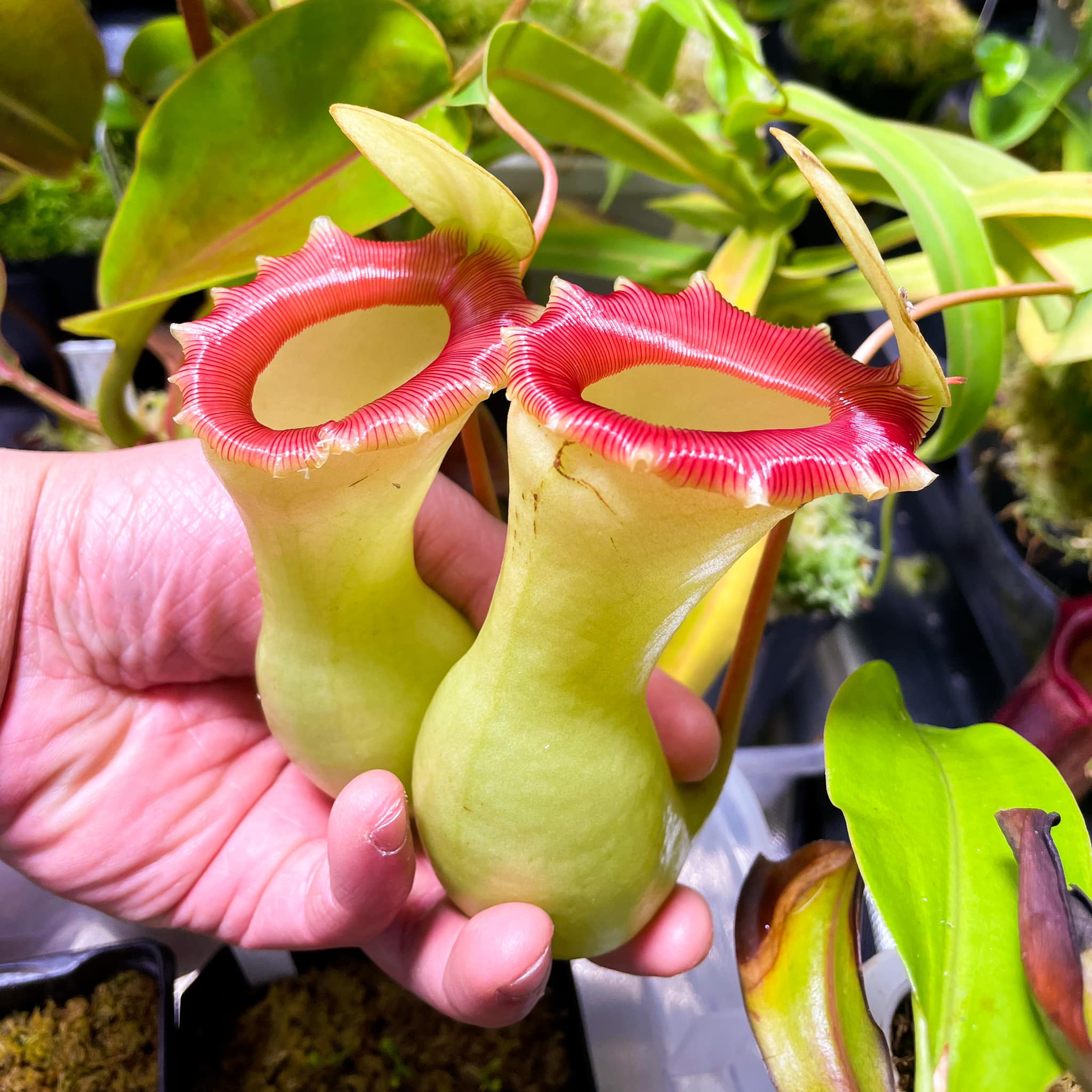 This N. ventricosa x truncata EP is amazing