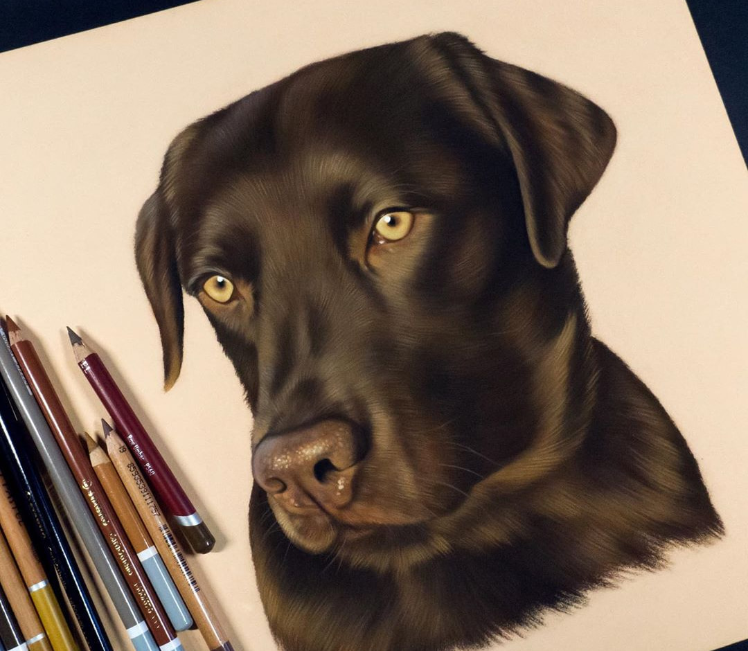 ลาบรา Drawing... - Labrador House - บ้านรักษ์ลาบราดอร์ | Facebook
