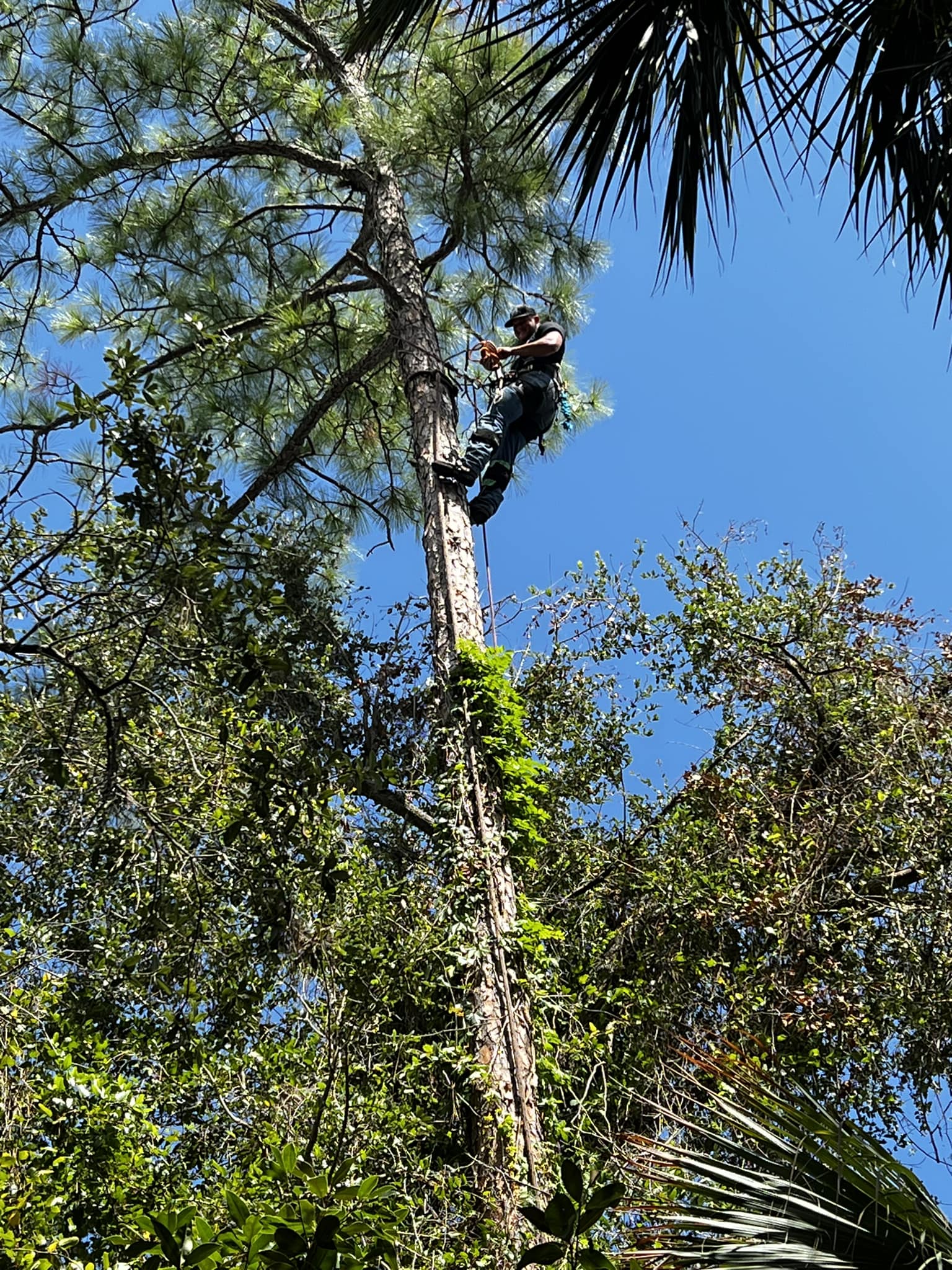 Hogan Outdoors - Storm recovery Tree removal Tree...