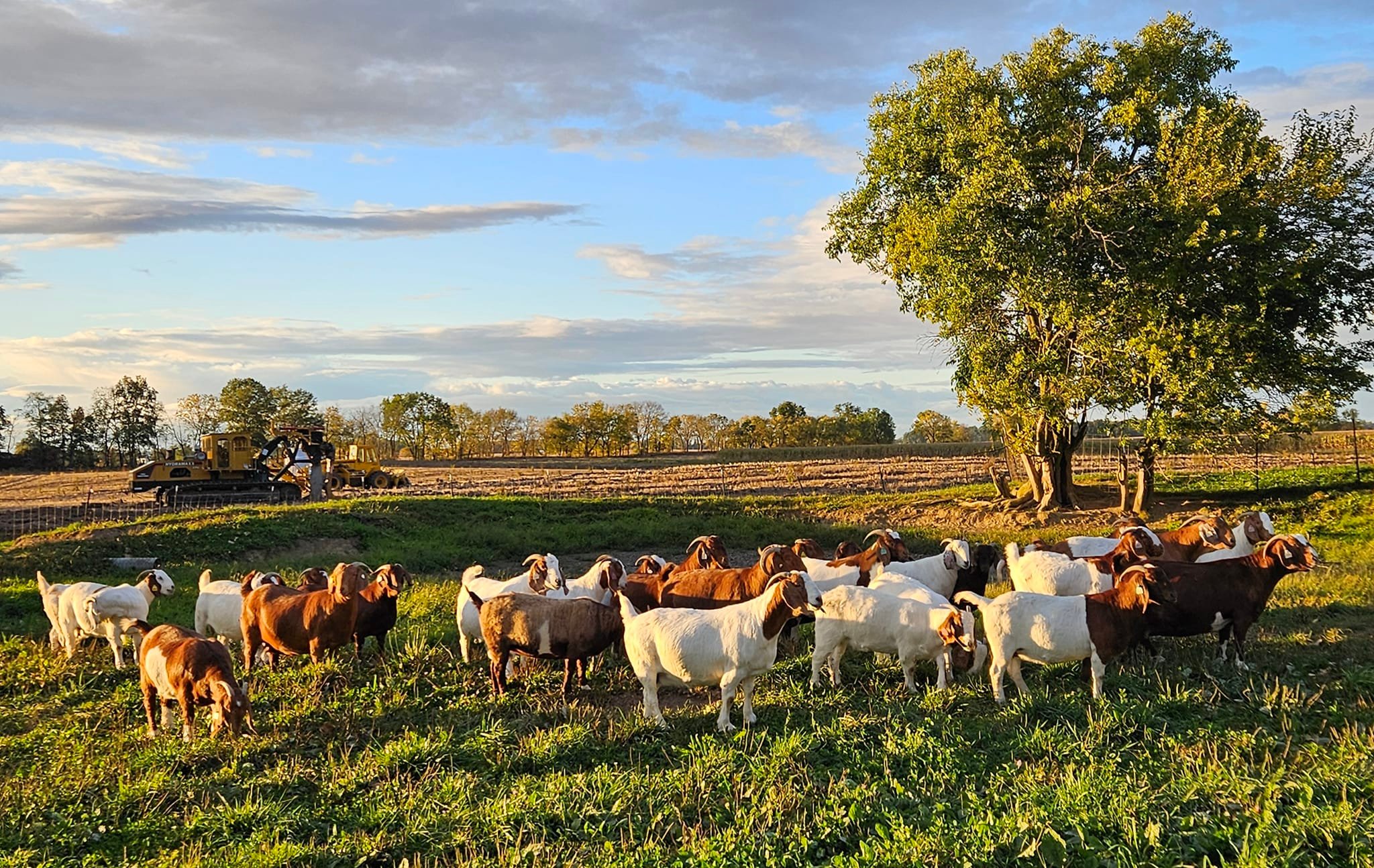 Roper Farm Boer Goats - ROPR Cadillacs Smokin Hot Katniss with another ...